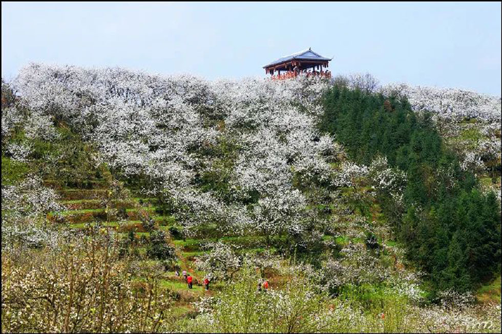 【春天，广西桂林灌阳县向您发出邀请！】我们在灌阳看梨花 - 游山玩水 - 宜春生活社区 - 宜春28生活网 yichun.28life.com