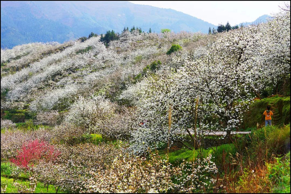 【春天,广西桂林灌阳县向您发出邀请!】我们在灌阳看梨花 - 游山玩水 - 宜春生活社区 - 宜春28生活网 yichun.28life.com