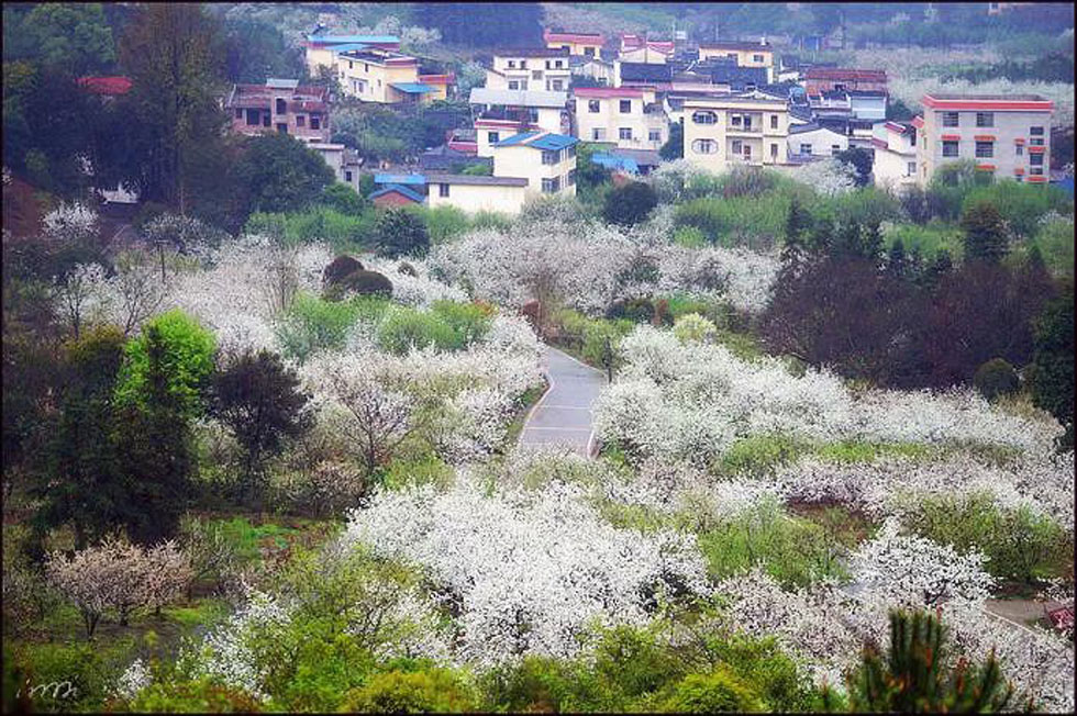 【春天，广西桂林灌阳县向您发出邀请！】我们在灌阳看梨花 - 游山玩水 - 宜春生活社区 - 宜春28生活网 yichun.28life.com