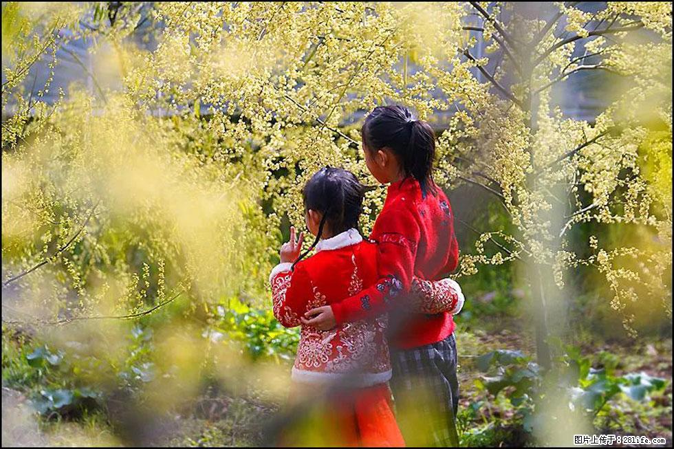 【春天,广西桂林灌阳县向您发出邀请!】米珠山前有片山苍子花在飘香 - 游山玩水 - 宜春生活社区 - 宜春28生活网 yichun.28life.com