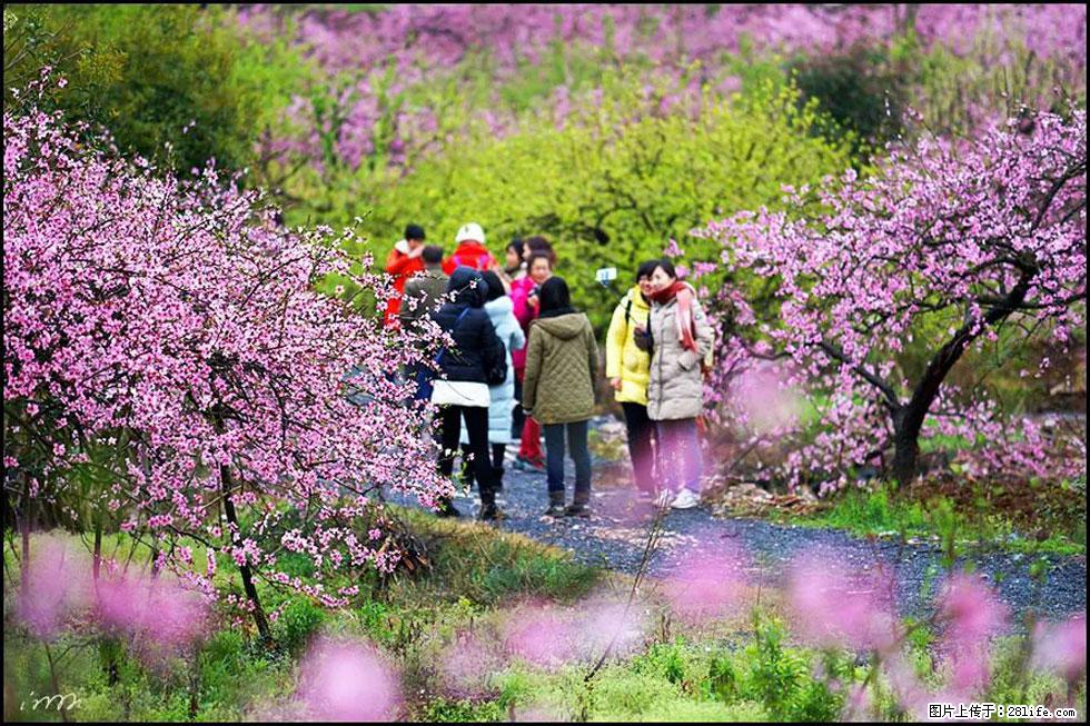 【春天,广西桂林灌阳县向您发出邀请!】官庄村有个醉美的桃花园 - 游山玩水 - 宜春生活社区 - 宜春28生活网 yichun.28life.com
