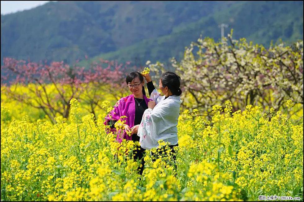 【春天,广西桂林灌阳县向您发出邀请!】长坪村油菜盛情花开 - 游山玩水 - 宜春生活社区 - 宜春28生活网 yichun.28life.com