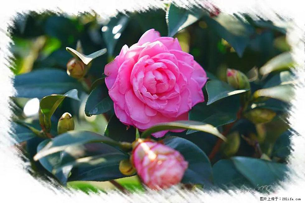 【春天,广西桂林灌阳县向您发出邀请!】杨柳井茶花惹人爱 - 游山玩水 - 宜春生活社区 - 宜春28生活网 yichun.28life.com