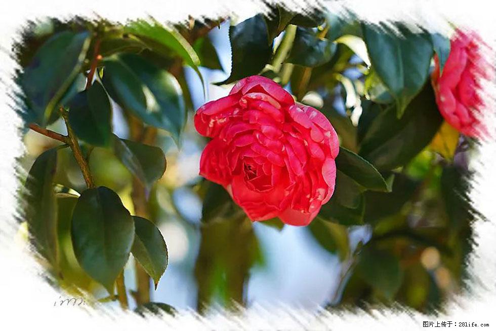 【春天,广西桂林灌阳县向您发出邀请!】杨柳井茶花惹人爱 - 游山玩水 - 宜春生活社区 - 宜春28生活网 yichun.28life.com