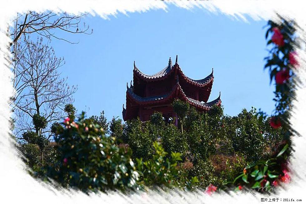 【春天,广西桂林灌阳县向您发出邀请!】杨柳井茶花惹人爱 - 游山玩水 - 宜春生活社区 - 宜春28生活网 yichun.28life.com