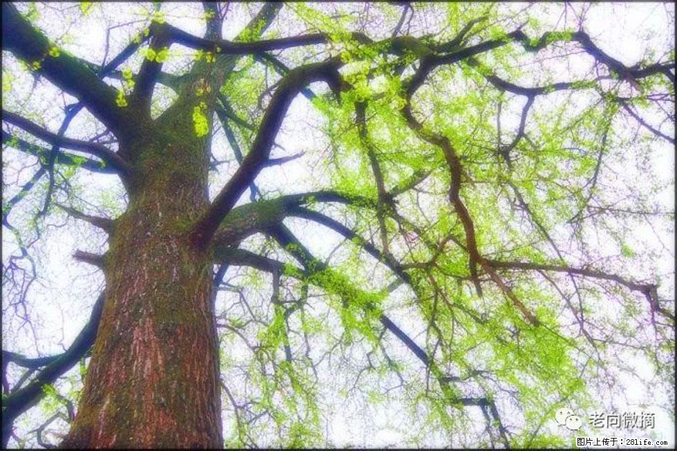 【春天,广西桂林灌阳县向您发出邀请!】在小龙村与春天约会 - 游山玩水 - 宜春生活社区 - 宜春28生活网 yichun.28life.com