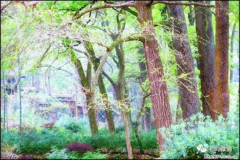 【春天,广西桂林灌阳县向您发出邀请!】在小龙村与春天约会 - 游山玩水 - 宜春生活社区 - 宜春28生活网 yichun.28life.com