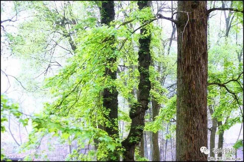 【春天,广西桂林灌阳县向您发出邀请!】在小龙村与春天约会 - 游山玩水 - 宜春生活社区 - 宜春28生活网 yichun.28life.com