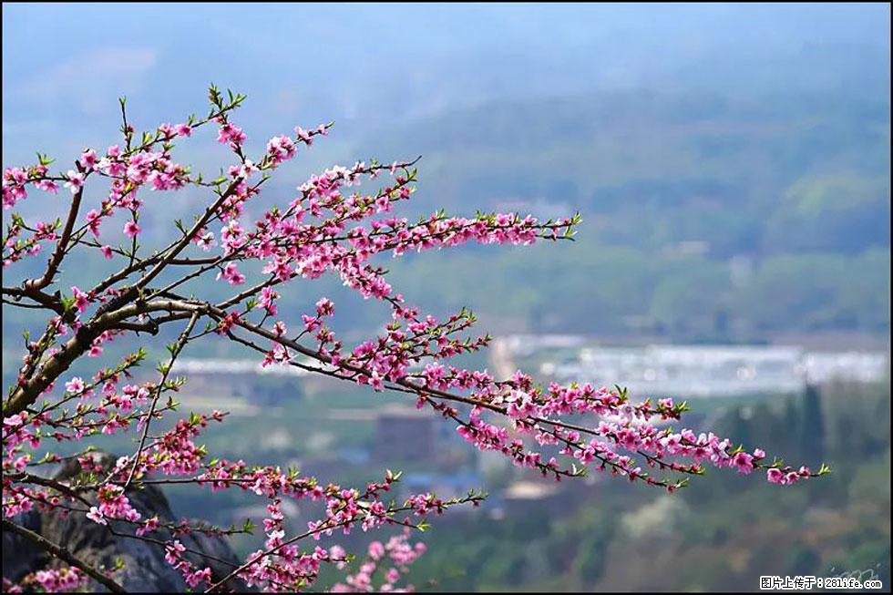 【春天,广西桂林灌阳县向您发出邀请!】望月岭上桃花开 - 游山玩水 - 宜春生活社区 - 宜春28生活网 yichun.28life.com