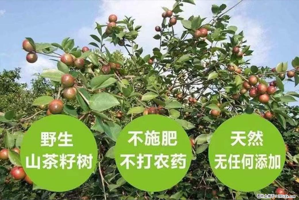 【灌阳县油茶产业示范区】一个有着充实的精神生活的人,对待身外之物自会有一种淡泊的态度 - 土特产 - 饮食特产 - 宜春分类信息 - 宜春28生活网 yichun.28life.com