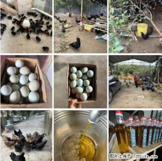 油茶园从小鸡仔开始养起的纯土鸡、土鸡蛋可以预定啦！还有前几天刚榨的纯山茶油哦 - 宜春28生活网 yichun.28life.com