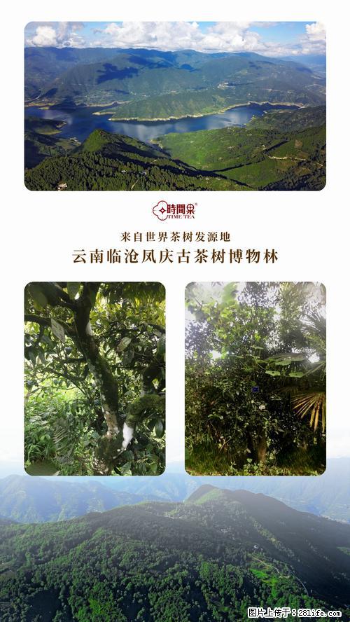 时间果百年古树2025年春红茶 - 购物交流 - 宜春生活社区 - 宜春28生活网 yichun.28life.com