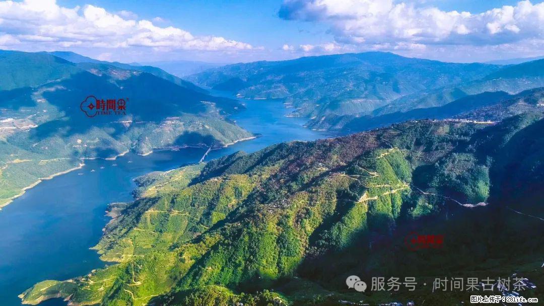 时间果百年古树龙珠普洱生茶 - 购物交流 - 宜春生活社区 - 宜春28生活网 yichun.28life.com