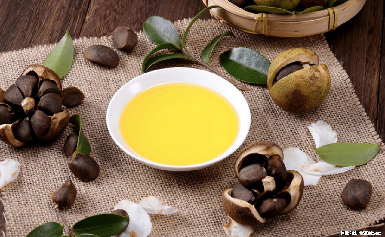 揭秘茶油的5大核心营养成分！被称为人体健康的“守护盾”！ - 宜春生活资讯 - 宜春28生活网 yichun.28life.com