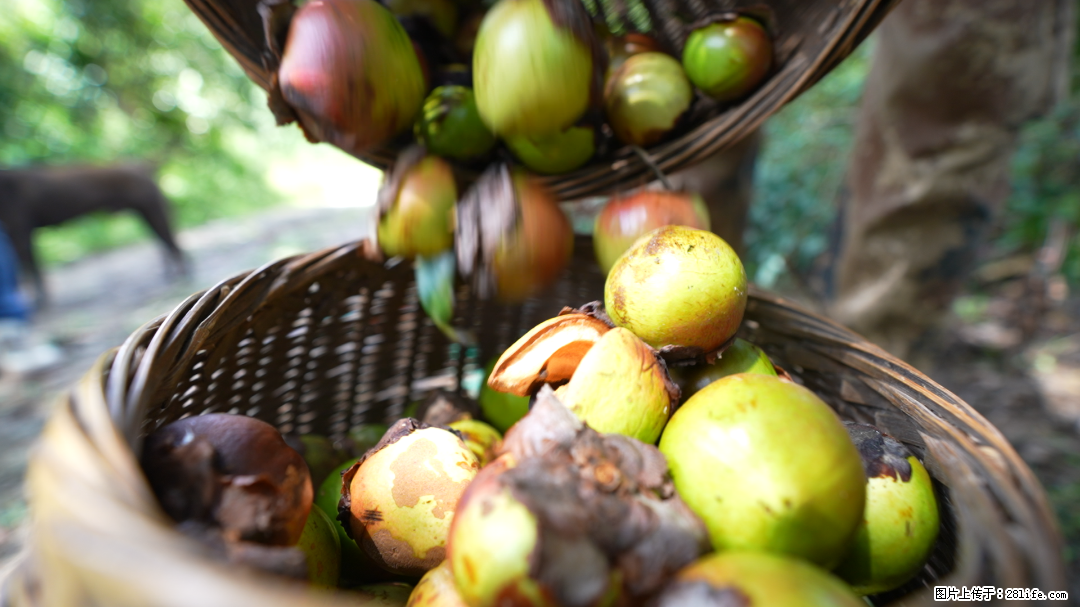 揭秘茶油的5大核心营养成分！被称为人体健康的“守护盾”！ - 宜春生活资讯 - 宜春28生活网 yichun.28life.com