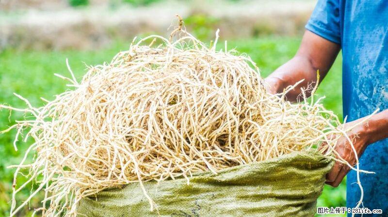 堪称“最难吃”的蔬菜，却是 “抗辐射神器”，还能护肺、清热、止咳化痰！ - 宜春生活资讯 - 宜春28生活网 yichun.28life.com