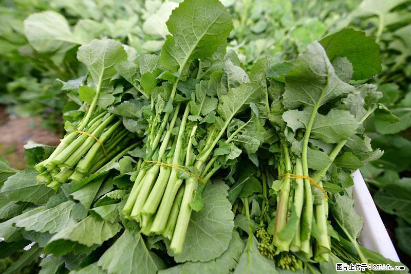 这些蔬菜是“天然钙片”，这6种被医生重点推荐 - 宜春生活资讯 - 宜春28生活网 yichun.28life.com